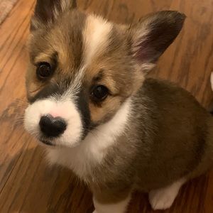 Meet your Posher, Shannon